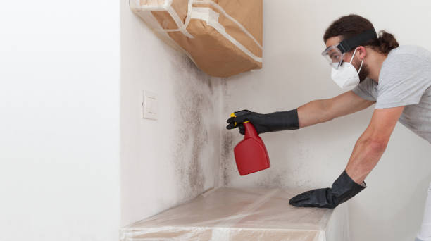 Basement Mold Remediation treatment on basement walls in Hurlock